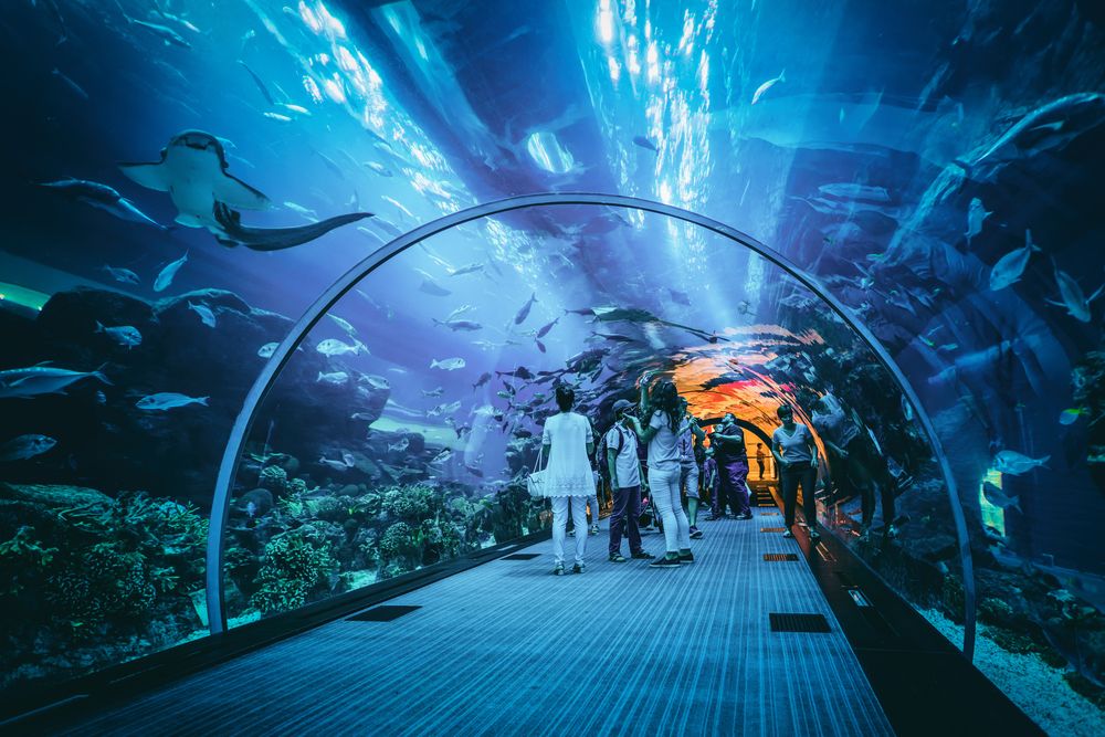 Dubai Aquarium prix, horaires et billets pour l'aquarium de Dubaï