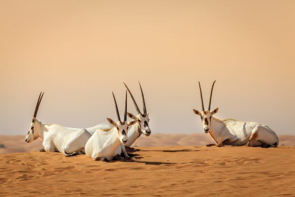 Safari dans le désert à Dubai